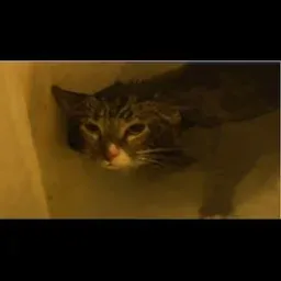 CatMlep Sonar