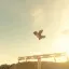 Birds - Beta 7