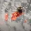 AOT - Half Colossal Titan 1