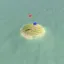 Tiniest Island+ 1