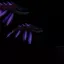 Abyssal Fauna+ 5