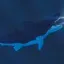 Megalodon [ReBuild] 1