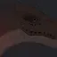 Tyrannosaurus Rex 4