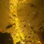 Vortexes and Tornadoes 1